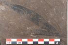 Foto (Detailansicht) von Quercus pseudolonchitis Ettingshausen (NHMW-GEO-2024-0188-7975)